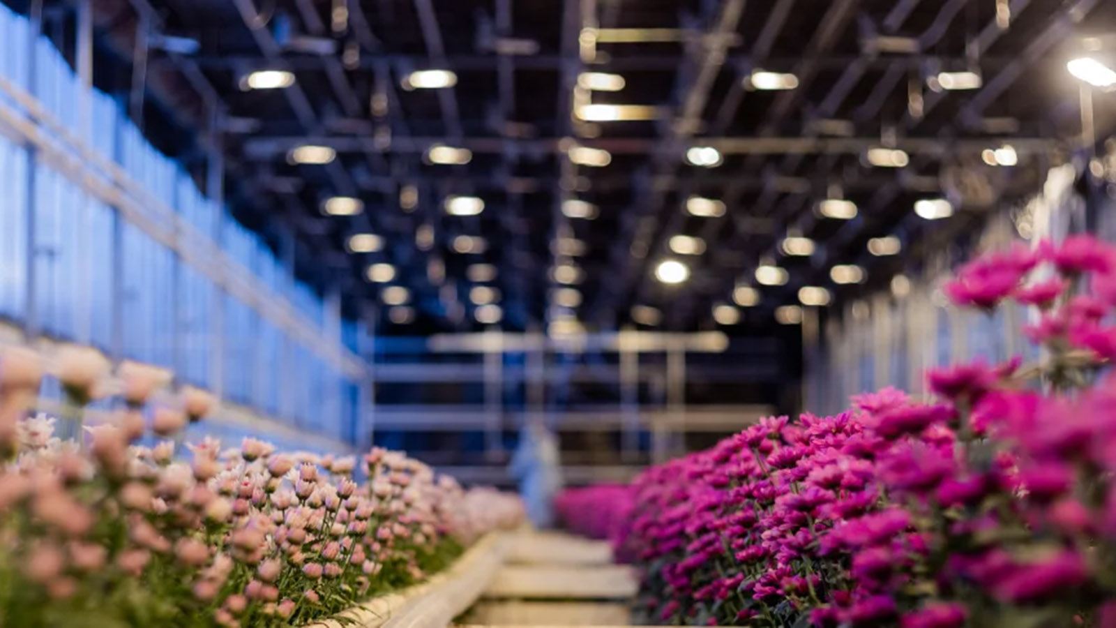 Крупный производитель цветов «Горкунов» вышел на рынок франчайзинга - похожая новость на Toplenta