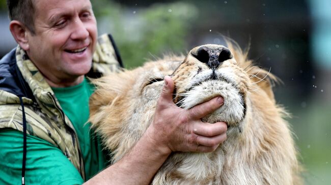Директор крымского сафари-парка рассказал о судьбе напавшего на него льва - свежие новости на Toplenta
