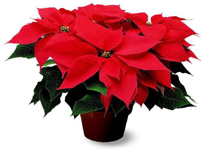 Цветок молочай красивейший: уход и фото - свежие новости на Toplenta