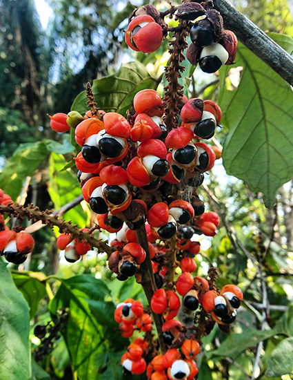 Чем полезен напиток с экстрактом гуараны и почему его называют новым кофе - свежие новости на Toplenta