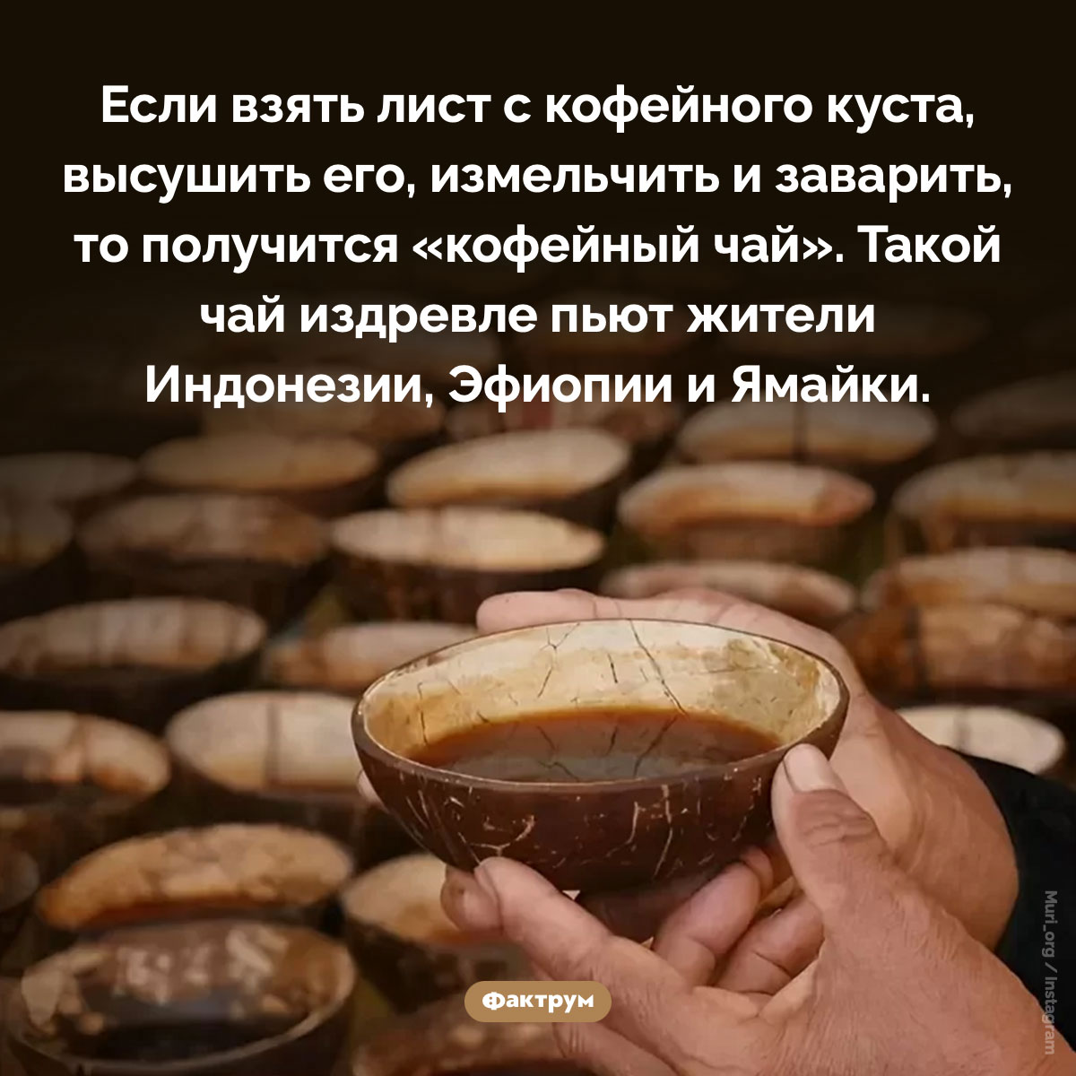 Существует «кофейный чай» - свежие новости на Toplenta по теме Факты в картинках