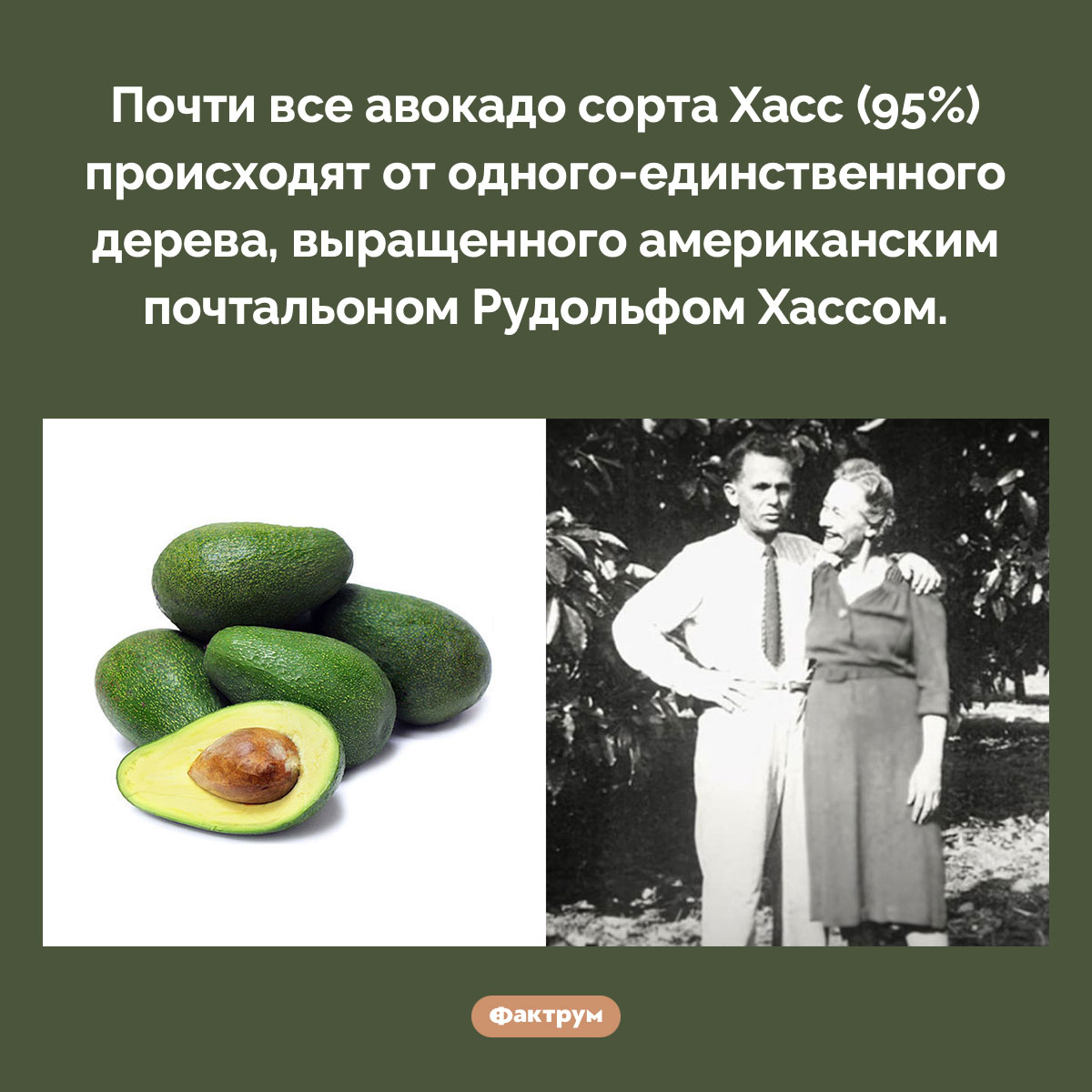 Предок всех авокадо Хасс - свежие новости на Toplenta по теме 01.02.2023