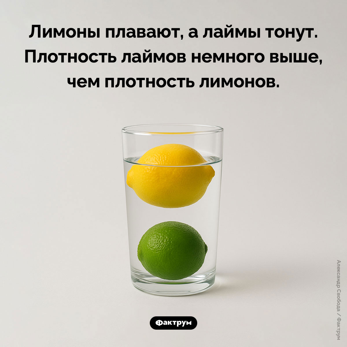 Лаймы тонут, а лимоны плавают - свежие новости на Toplenta по теме Факты в картинках