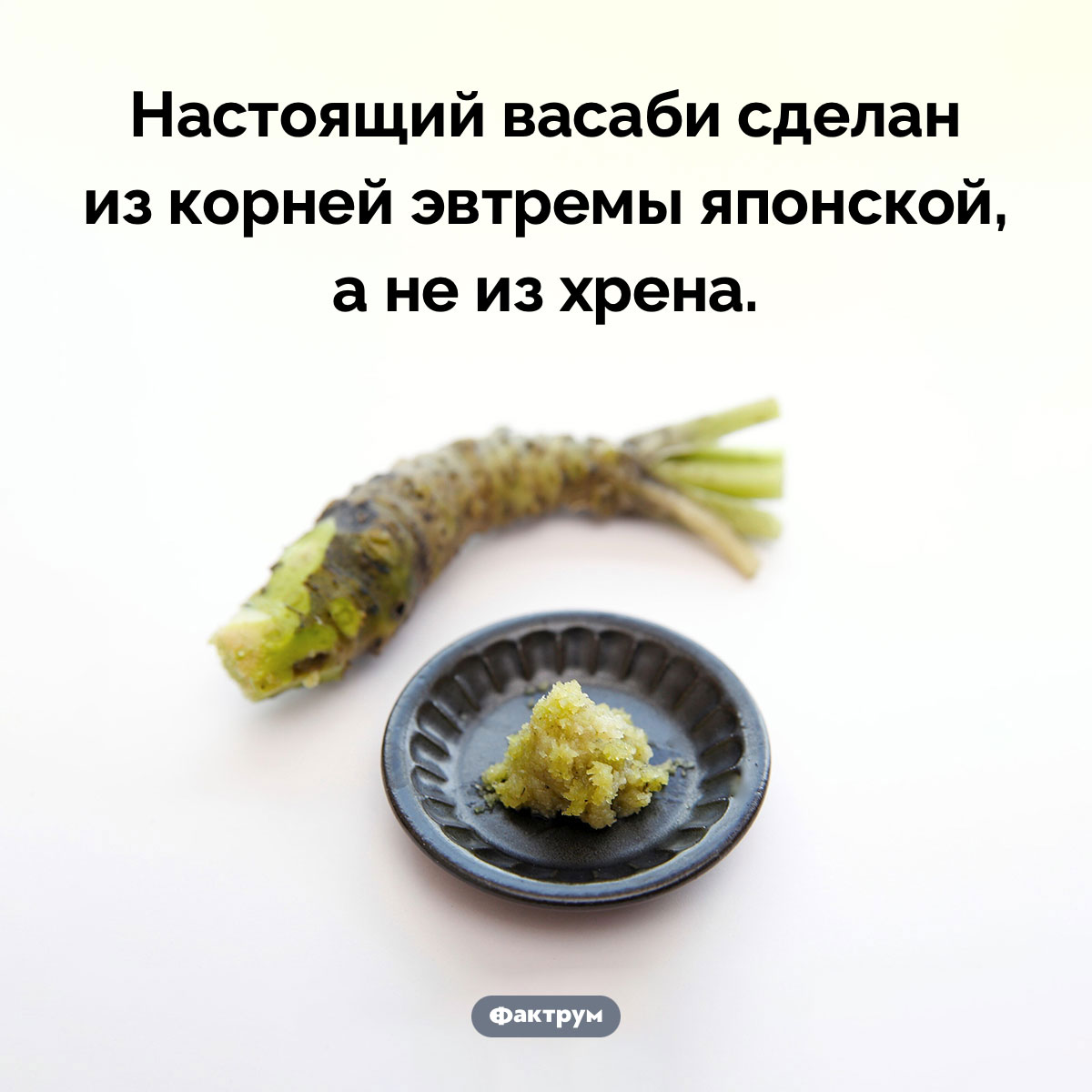 Из чего делают васаби - свежие новости на Toplenta по теме Факты в картинках