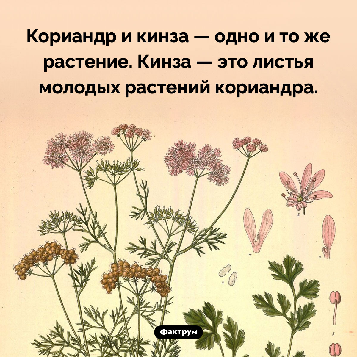 Кориандр и кинза — это одно и то же - похожая новость на Toplenta