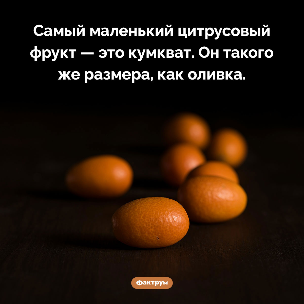 Самый маленький цитрусовый фрукт - похожая новость на Toplenta