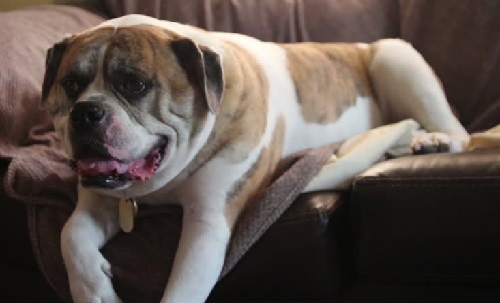 Собачья преданность - похожая новость на Toplenta