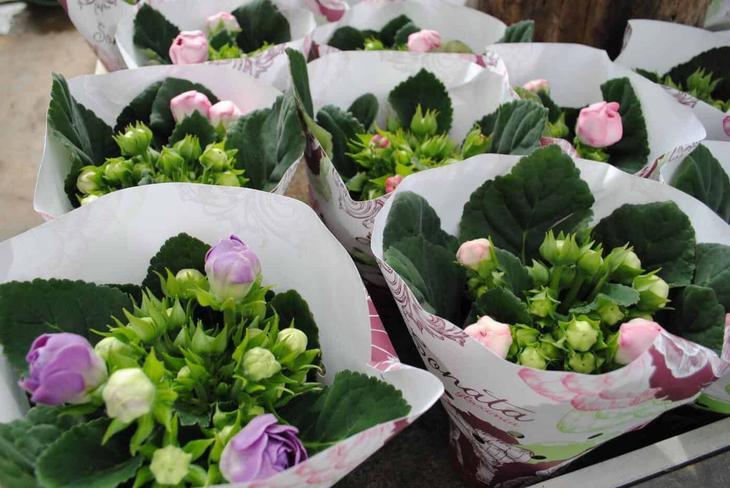 Красота из маленького семени — выращиваем глоксинию из семян - свежие новости на Toplenta