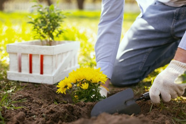 Все о посадке и выращивании хризантем - свежие новости на Toplenta