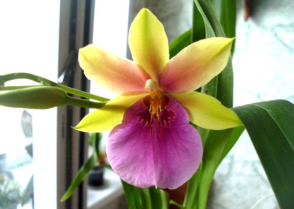 Уход за мильтонией - свежие новости на Toplenta