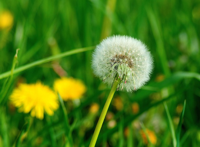 Одуванчик – волшебное растение, применяемое в кулинарии и медицине - свежие новости на Toplenta