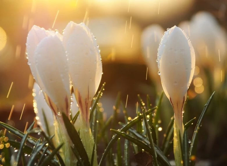 Приметы и поверья 30 мая 2025 года, в день Евдокии Свистуньи - свежие новости на Toplenta по теме Соцпортал