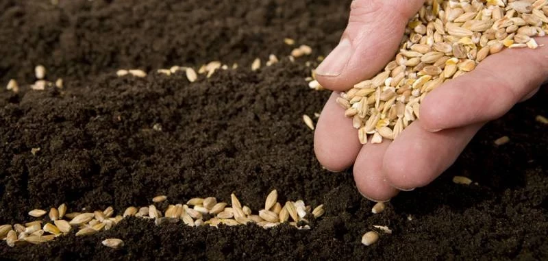 Евсей Овсы отсей 7 мая 2025 года имеет интересные приметы, традиции и поверья - свежие новости на Toplenta по теме Культура и общество  /  Соцпортал