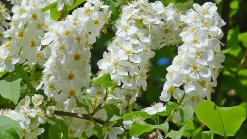 В России 4 мая отмечают Проклов день, за границей День Звездных войн - свежие новости на Toplenta по теме Культура и общество  /  Соцпортал