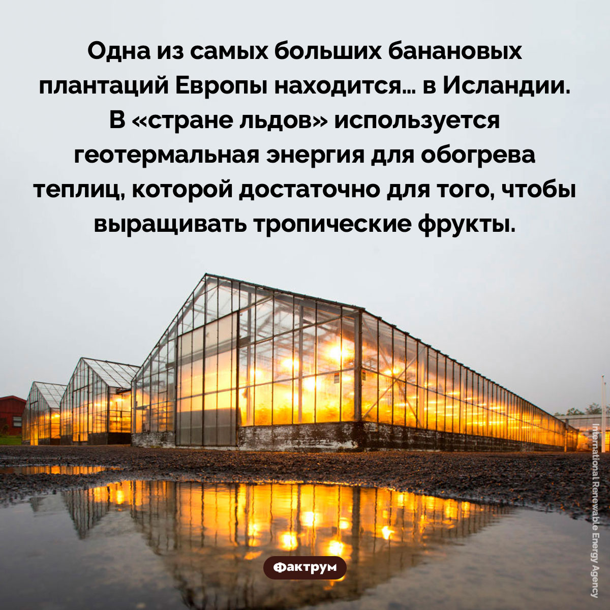 В Исландии есть банановые плантации - похожая новость на Toplenta