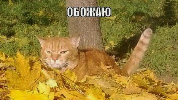 «Осень пахнет разочарованием»: топ 15 мемов об осенней депрессии - свежие новости на Toplenta