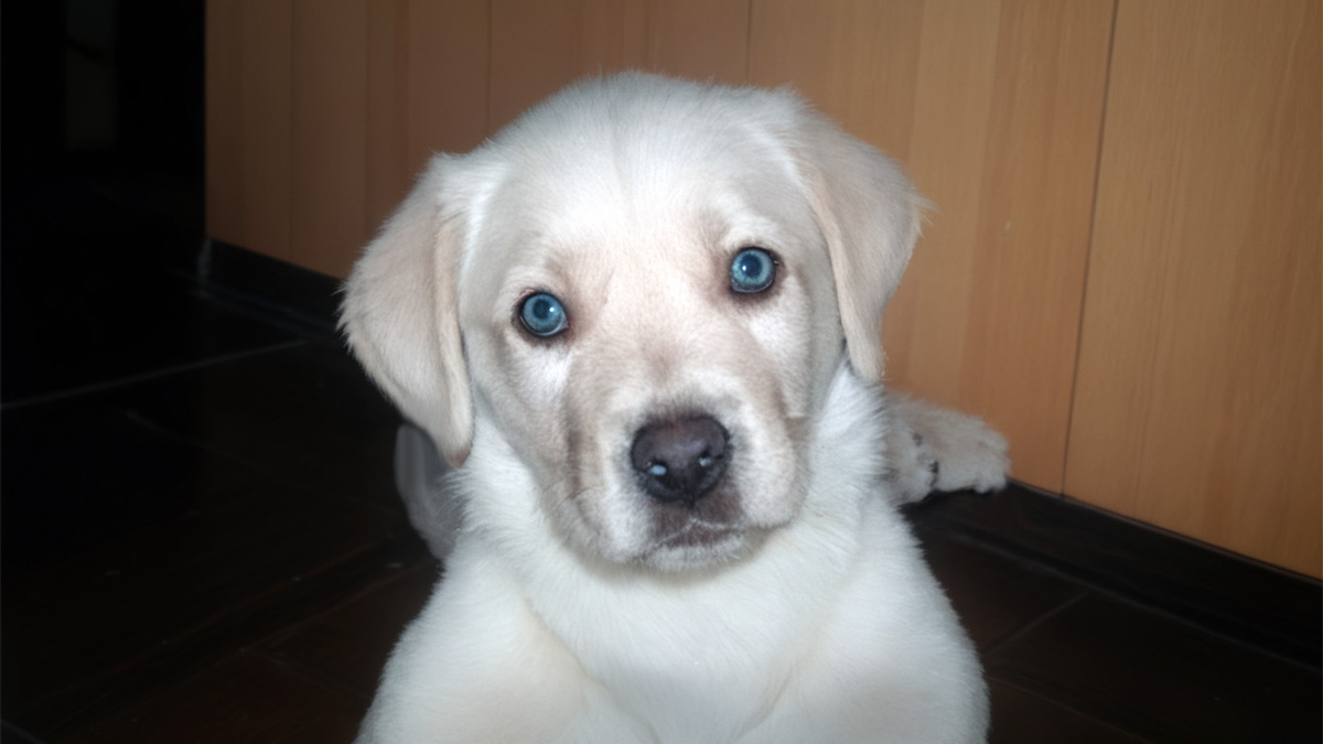 Сеанс психотерапии от Бони - свежие новости на Toplenta