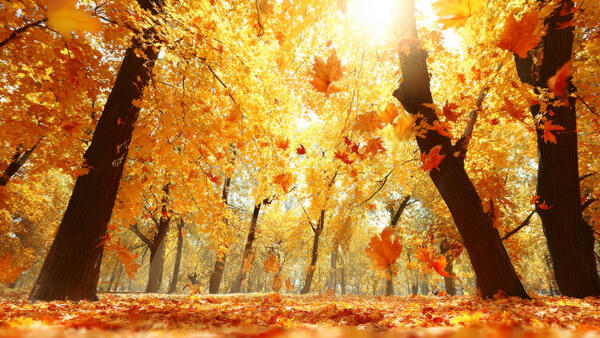 Важные традиции и приметы 31 октября — вот как отмечали праздник Луки Голодного - свежие новости на Toplenta