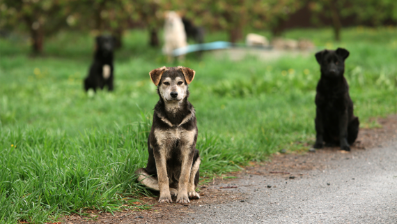 Депутат предложил бездомным собакам мины вместо эвтаназии - свежие новости на Toplenta