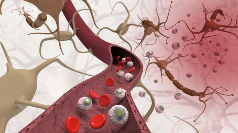 В MIT придумали чипирование без хирургии — имплант доберётся в мозг верхом на иммунных клетках - свежие новости на Toplenta по теме Биотехнологии
