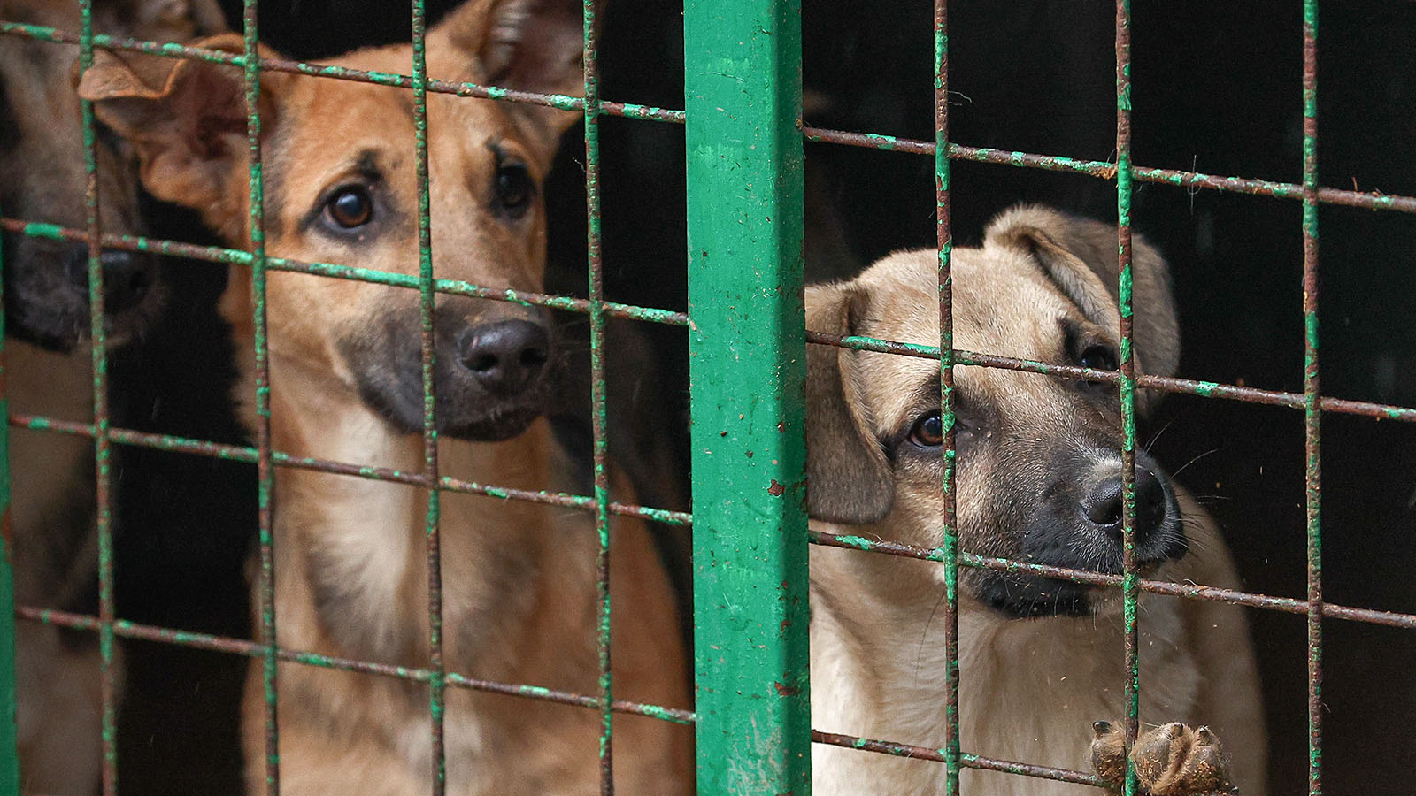 Авито» запустил проверку подлинности профилей приютов и зооволонтёров - похожая новость на Toplenta