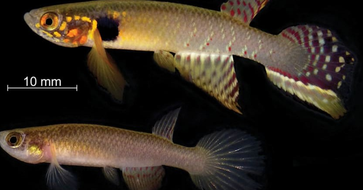 Считавшуюся вымершей рыбу из Боливии переоткрыли спустя 21 год - свежие новости на Toplenta