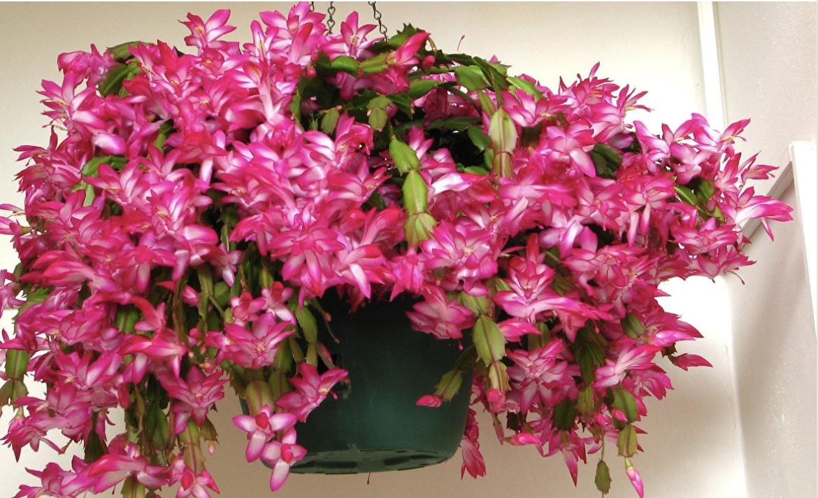 Рекомендации цветовода: что добавить в воду для полива декабриста - свежие новости на Toplenta
