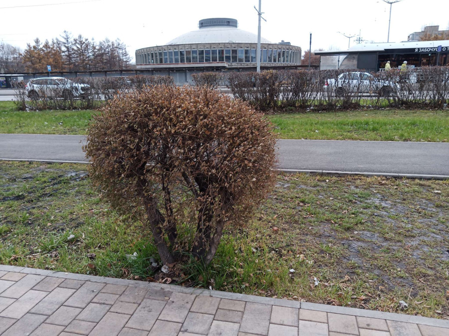 Прогулка по проспекту имени газеты "Красноярский рабочий" в Красноярске поздней осенью - свежие новости на Toplenta по теме истории из жизни