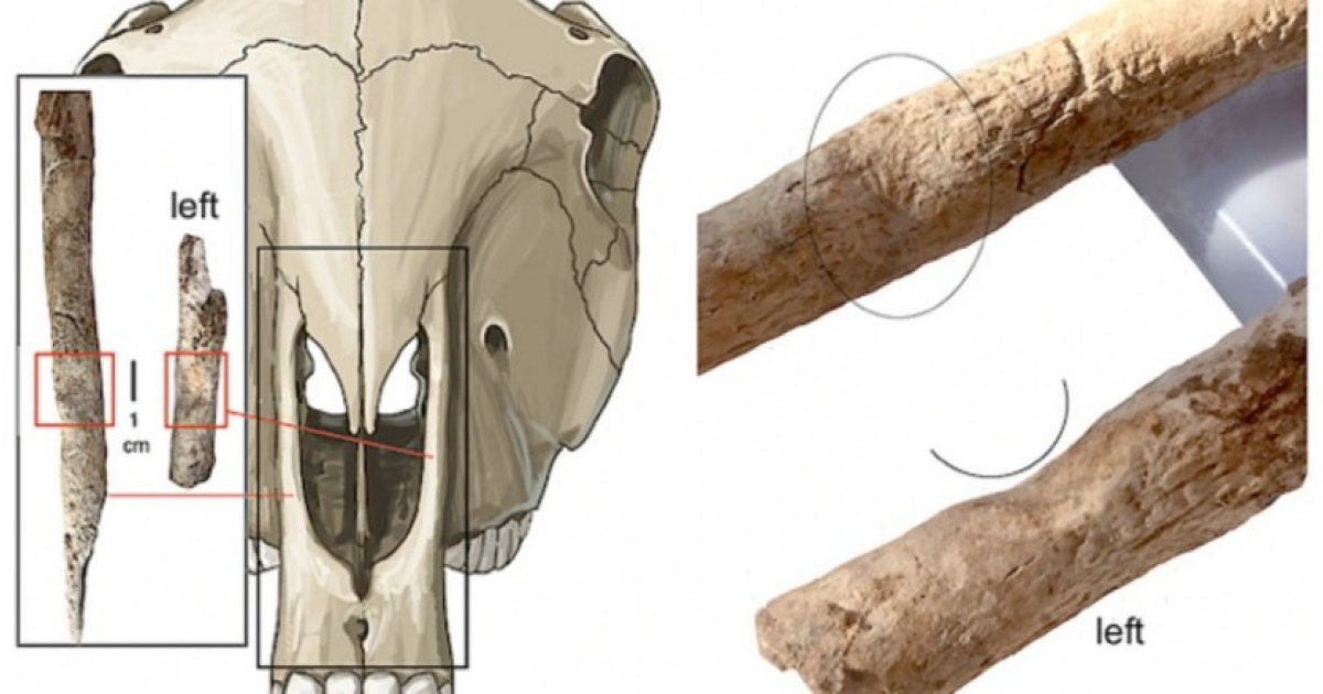 В Испании выявили древнейшие в Европе останки мулицы - похожая новость на Toplenta