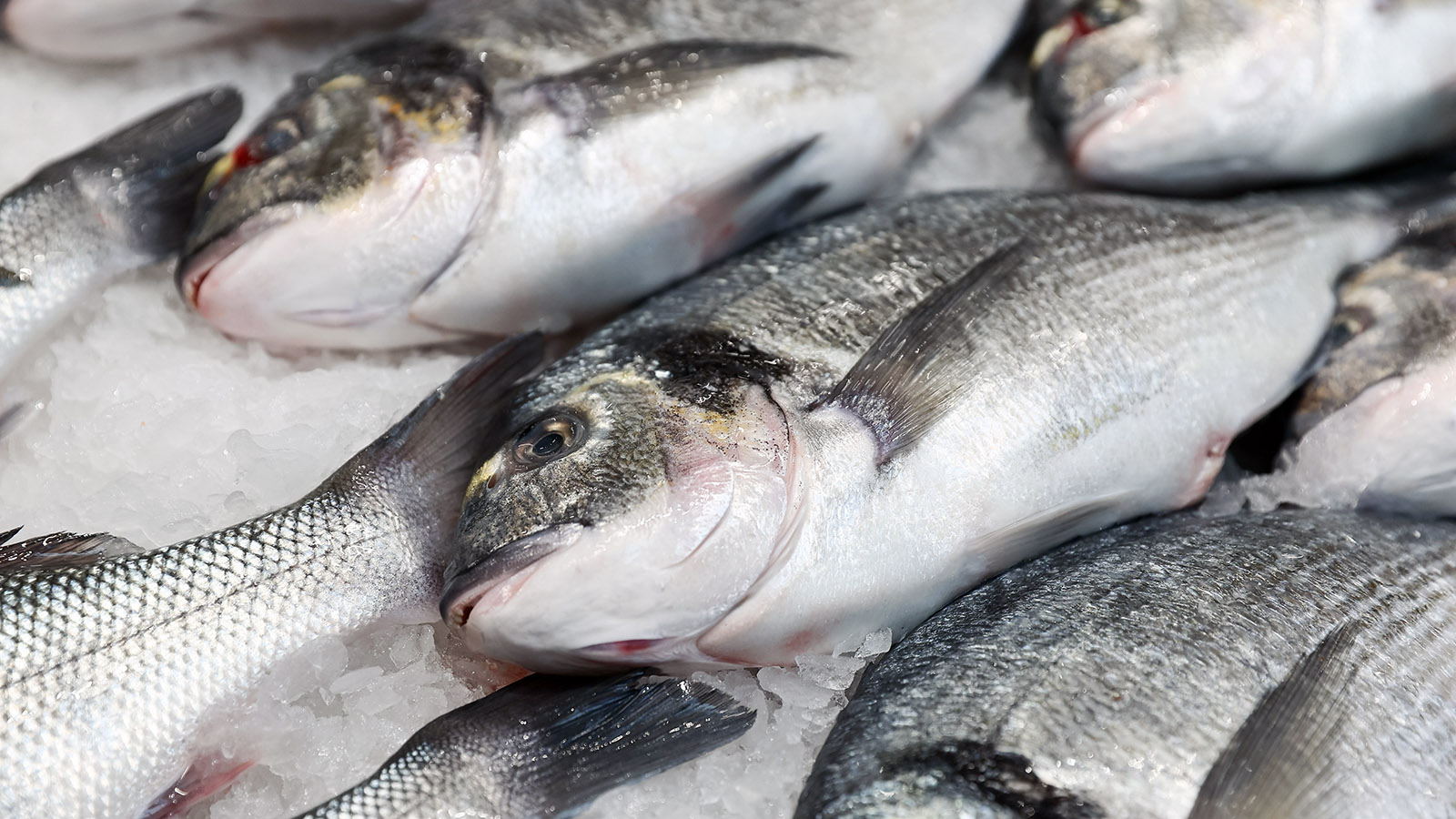 И хочется, и колется: что происходит с ценами на рыбу в России - свежие новости на Toplenta по теме Малый бизнес