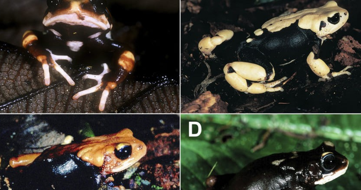 Герпетологи описали три новых вида живородящих жаб из Танзании - свежие новости на Toplenta