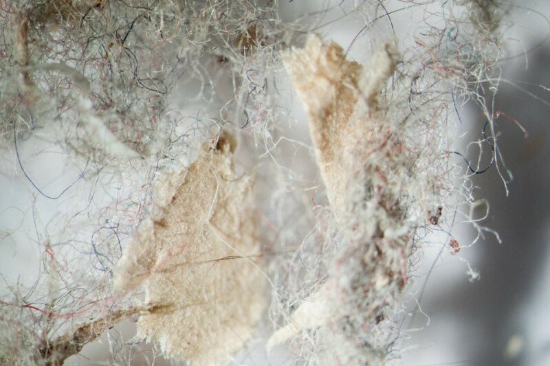 Состав домашней пыли: результаты микроскопического исследования - свежие новости на Toplenta по теме Форм