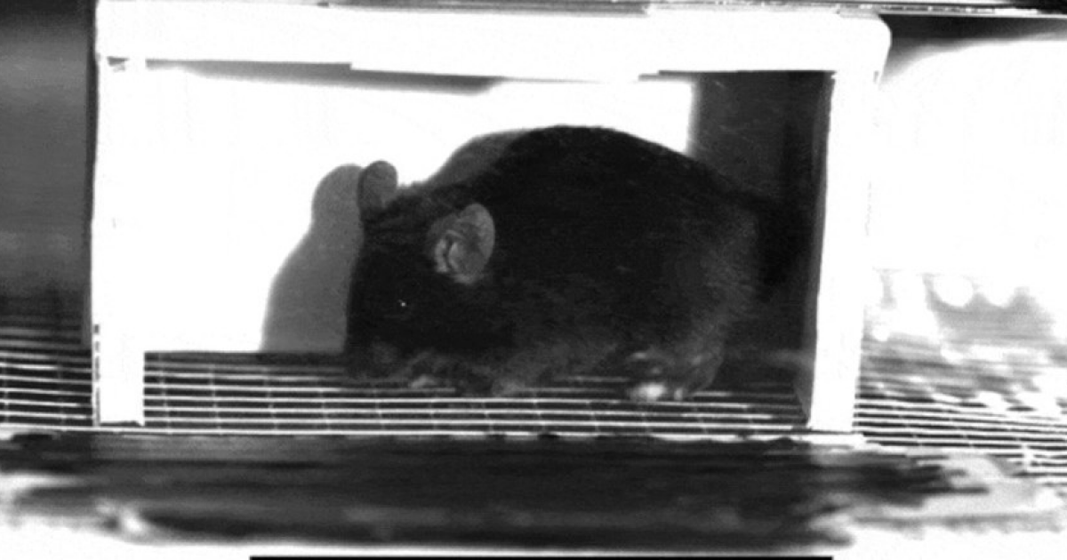 В мозге мышей нашли нейронные контуры агрессии и самоповреждения - свежие новости на Toplenta по теме Нейрон