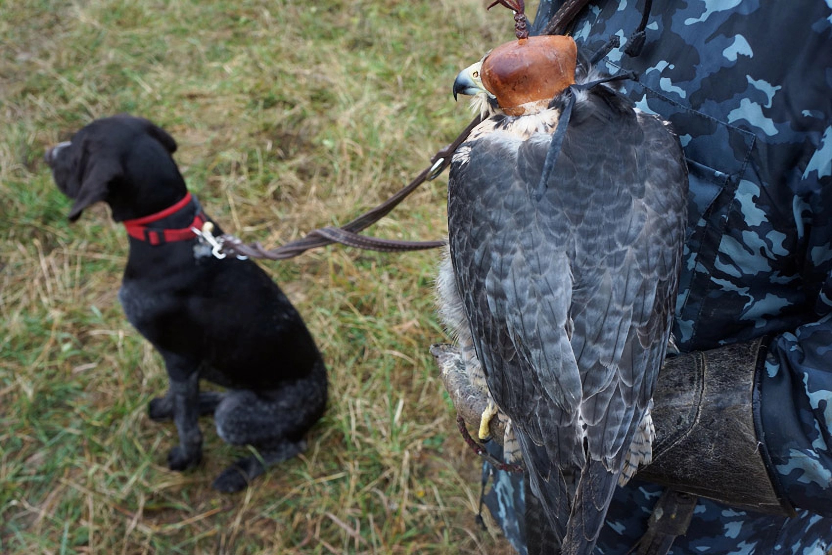 10-е годы XXI века на снимках Игоря Стомахина. 2013. «Соколиная охота в Подмосковье» - свежие новости на Toplenta по теме История ссср