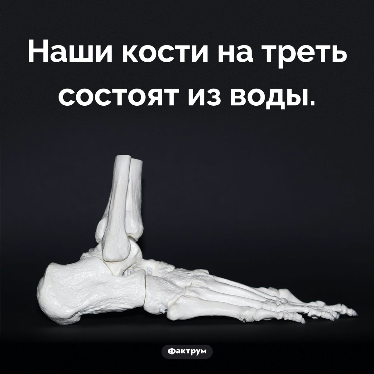 Вода в человеческих костях - похожая новость на Toplenta