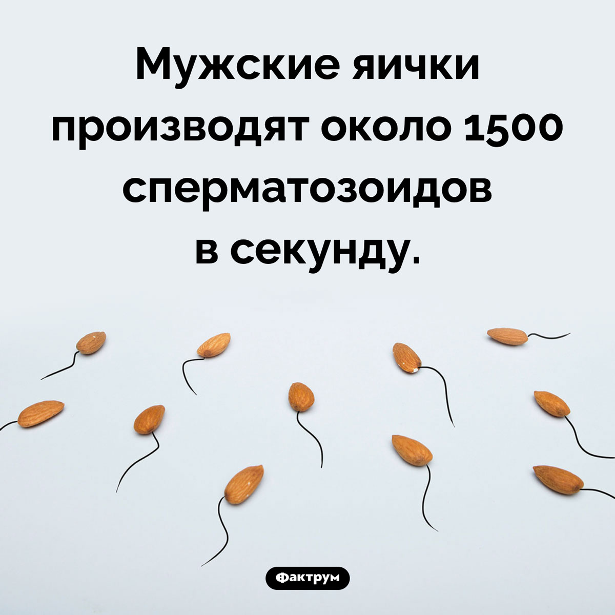 Сколько сперматозоидов мужчина производит в секунду - свежие новости на Toplenta по теме Факты в картинках