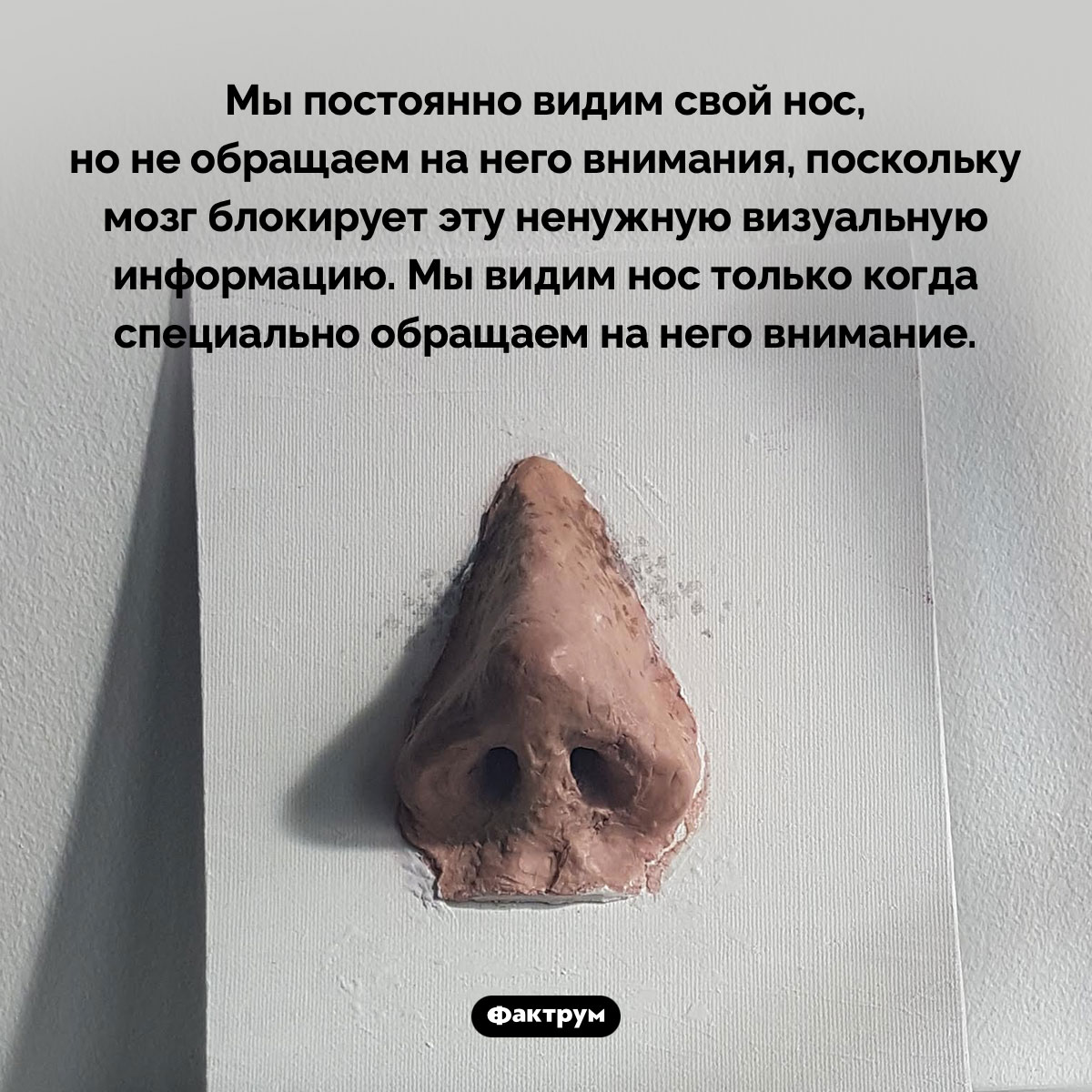 Мы всегда видим свой нос - свежие новости на Toplenta по теме Факты в картинках