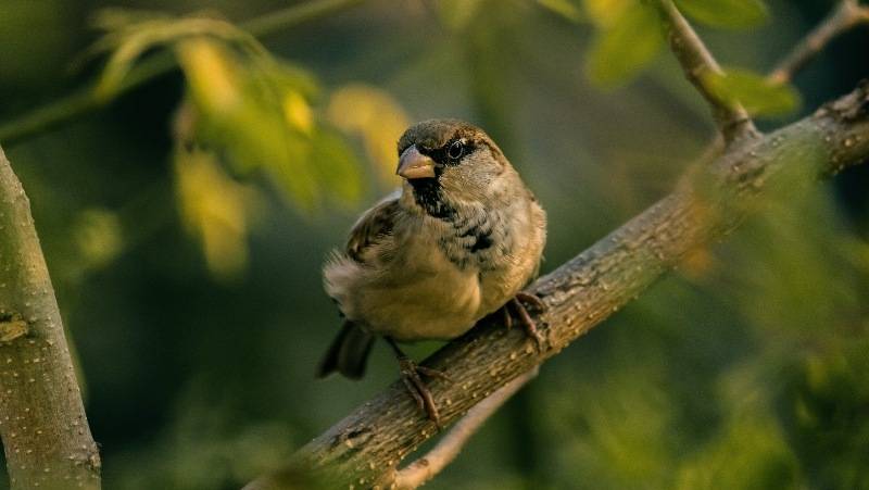 Церковь России 4 мая 2025 года почитает День памяти мученика Прокула Путеольского - свежие новости на Toplenta по теме Культура и общество  /  Соцпортал