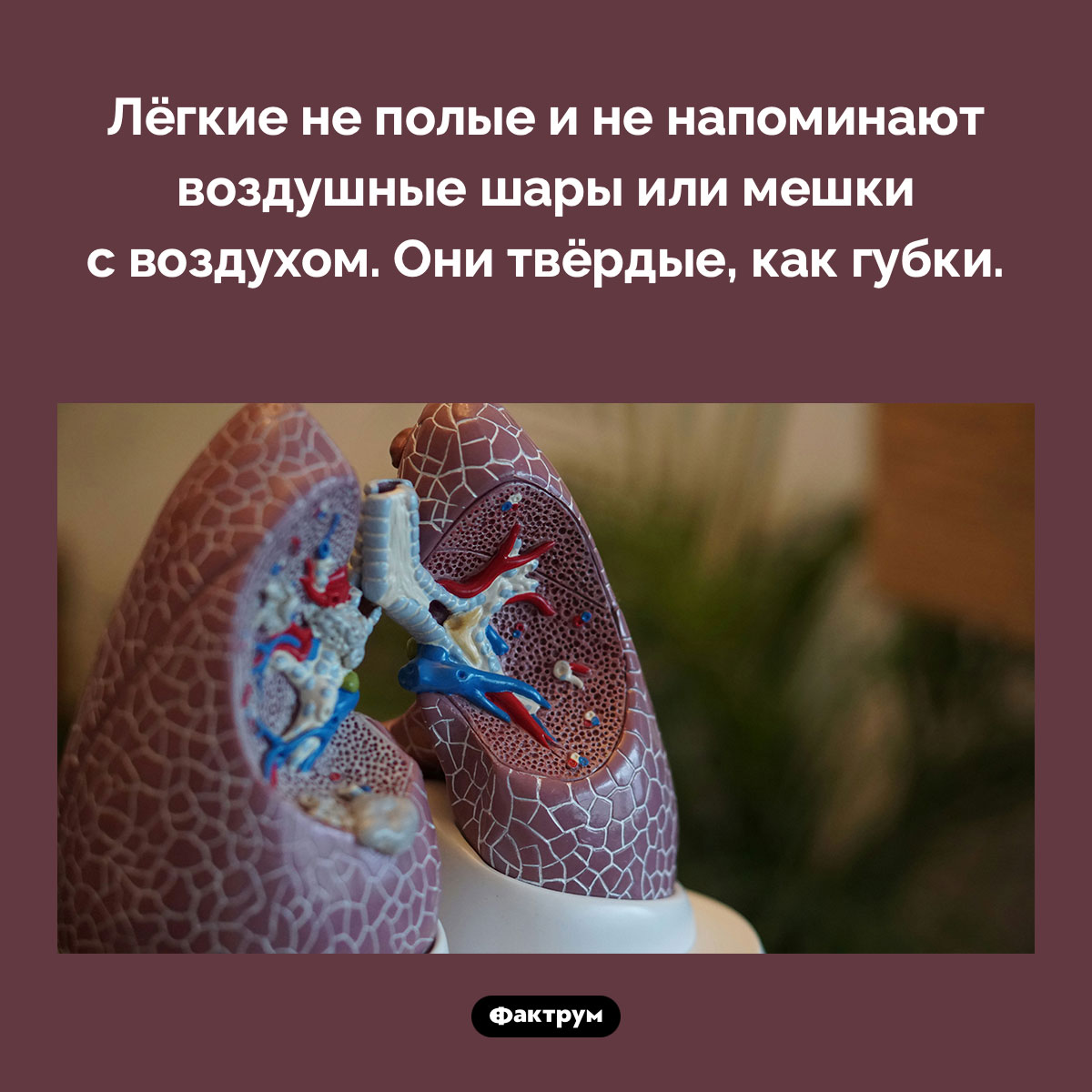 Лёгкие не похожи на мешки с воздухом - свежие новости на Toplenta по теме Факты в картинках