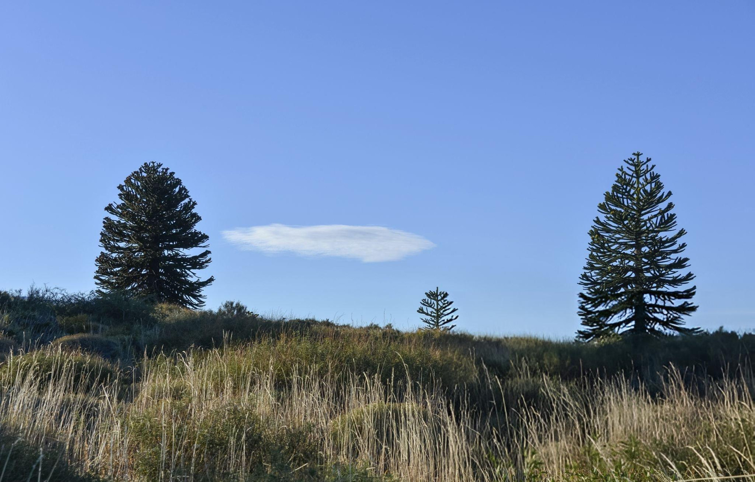 Природа Патагонии. Часть 5 - свежие новости на Toplenta по теме чили