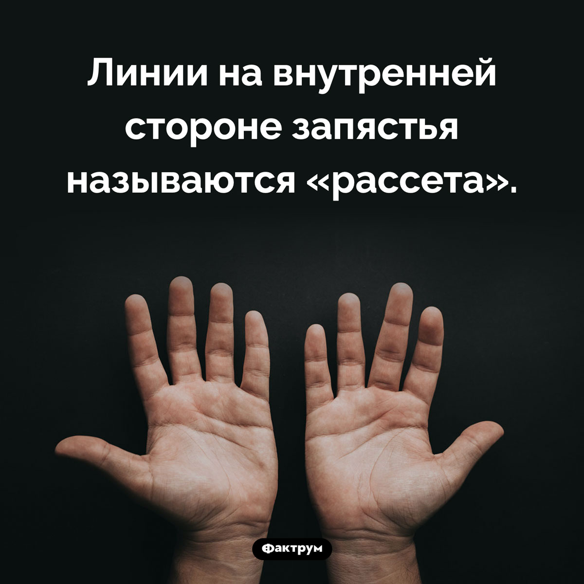 Что такое «расcета» - свежие новости на Toplenta по теме Факты в картинках