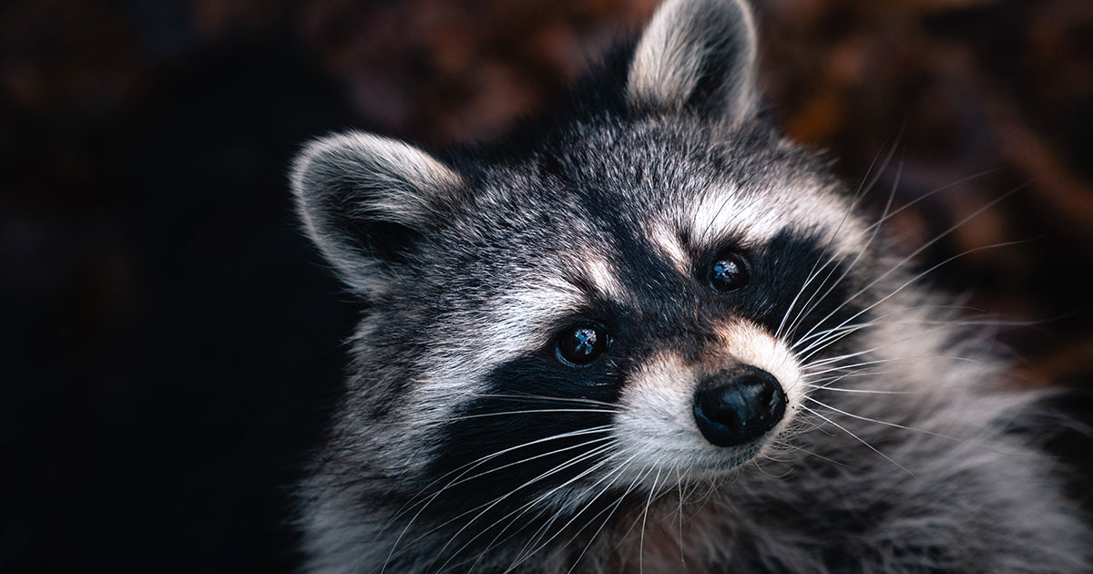 Откуда в Германии еноты - свежие новости на Toplenta по теме Мировая война