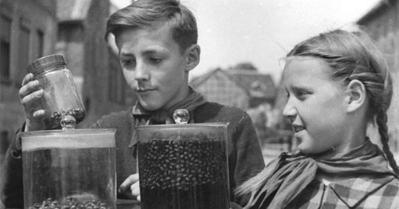 Колорадский жук, как орудие пропаганды - свежие новости на Toplenta по теме История ссср