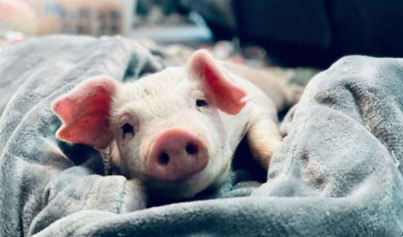 Как появилось выражение «подложить свинью» - похожая новость на Toplenta