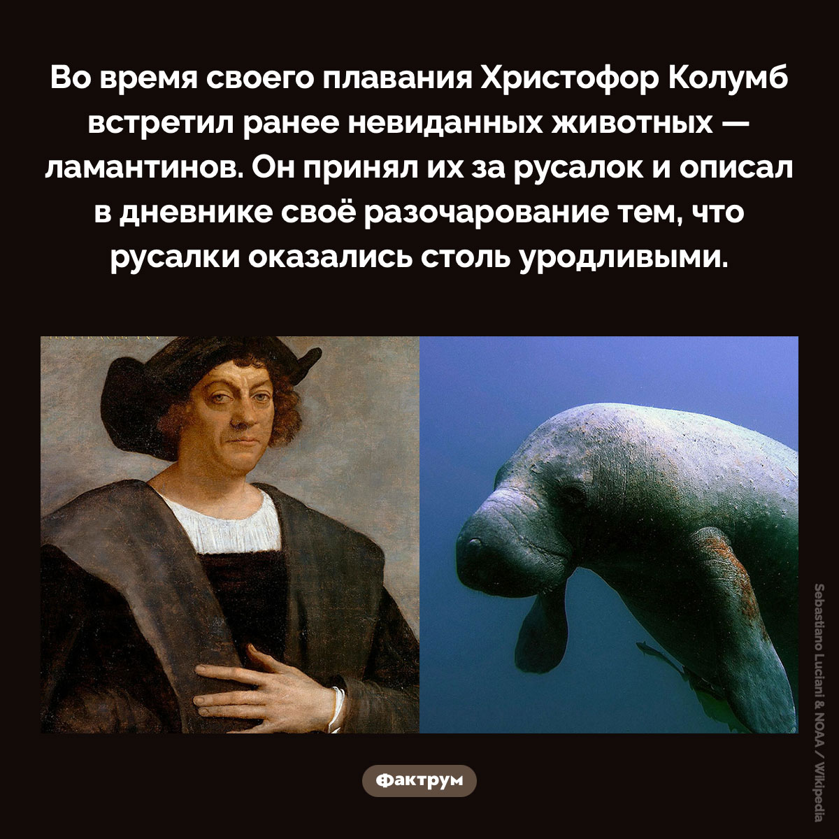Колумб принял ламантинов за русалок - похожая новость на Toplenta