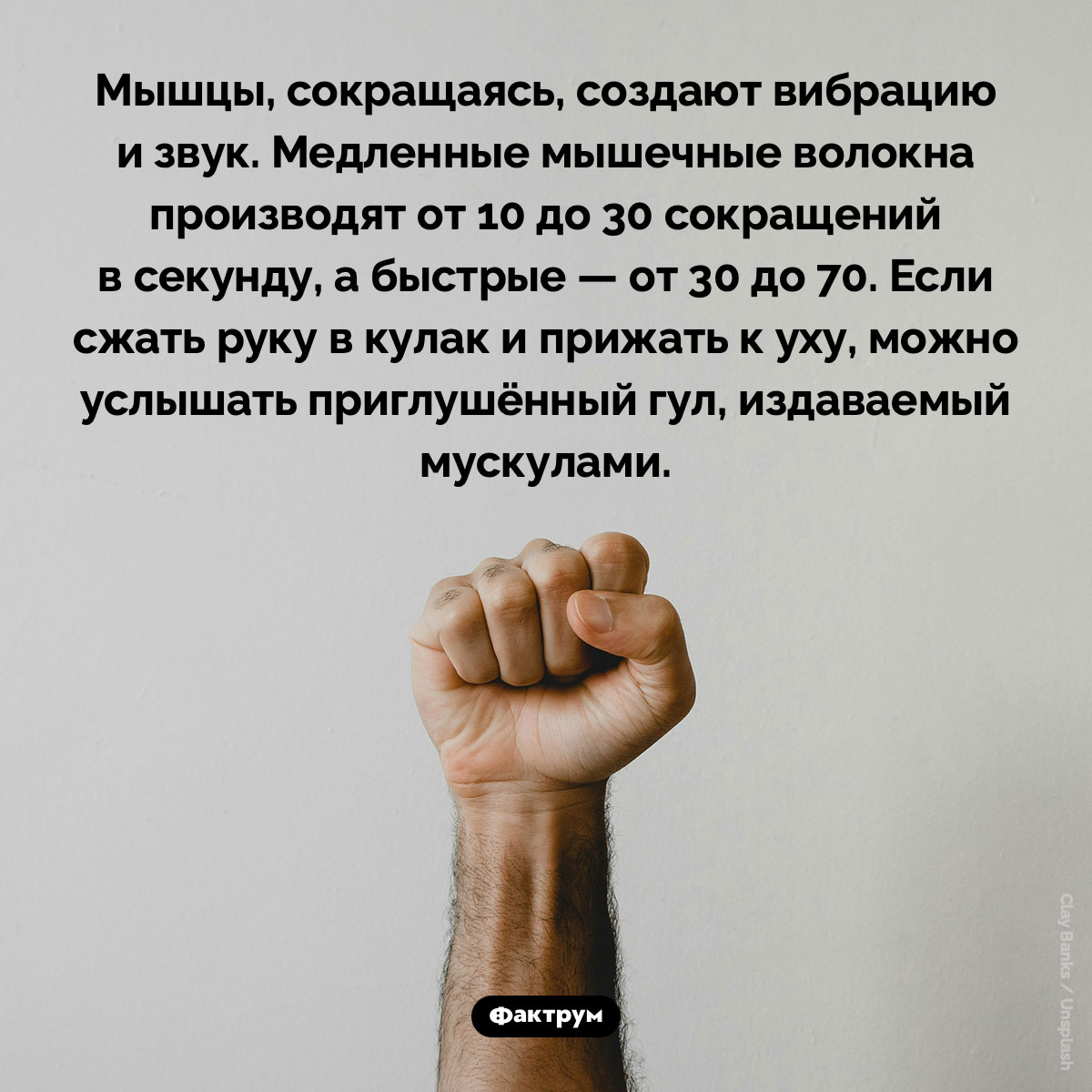 Мышцы, сокращаясь, создают вибрацию и звук - свежие новости на Toplenta по теме Факты в картинках