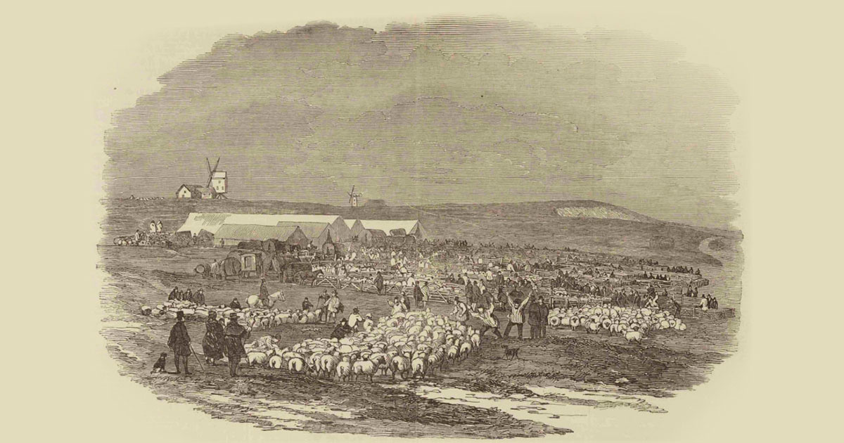 Великая овечья паника - свежие новости на Toplenta по теме Все факты