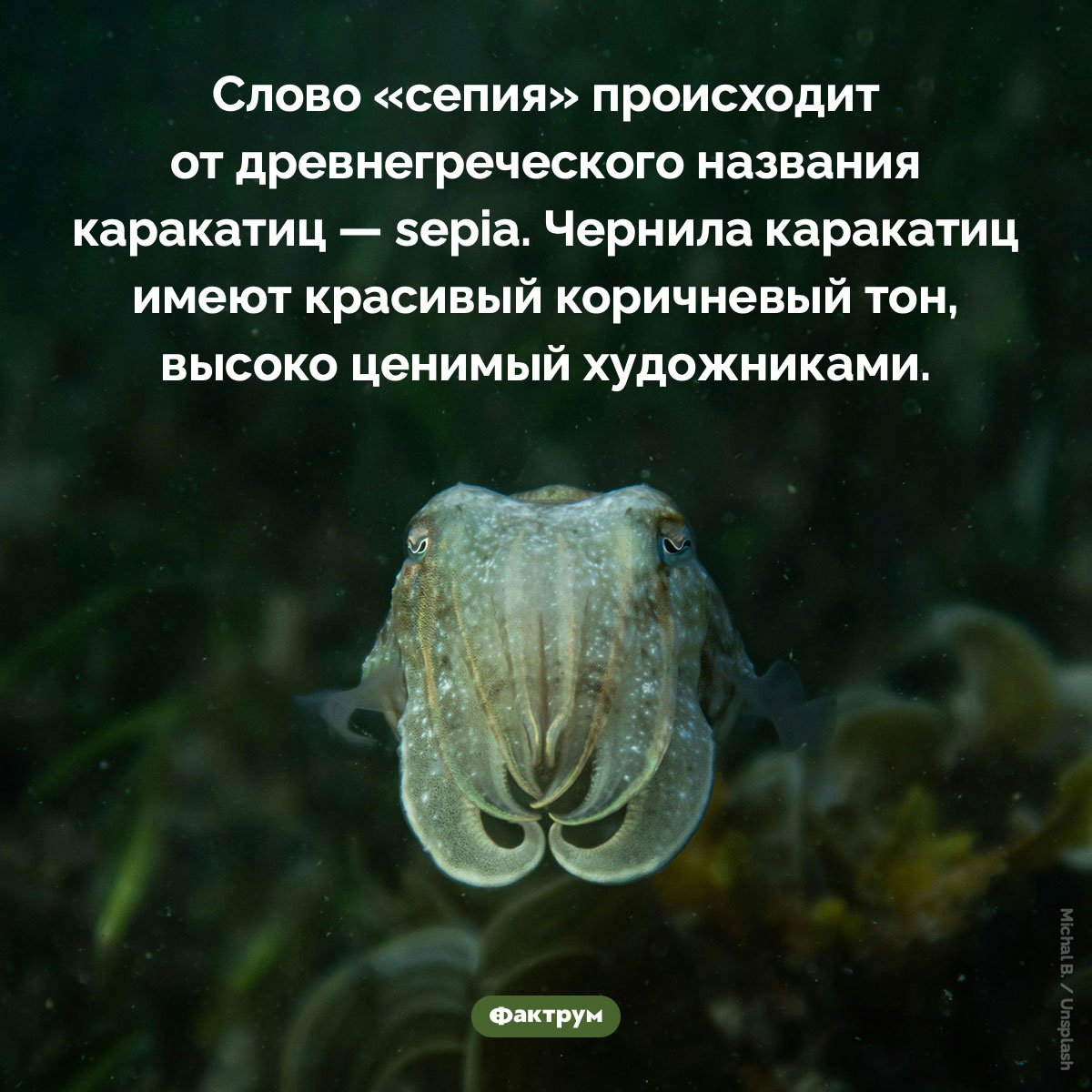 Слово «сепия» происходит от древнегреческого названия каракатиц - свежие новости на Toplenta по теме названия