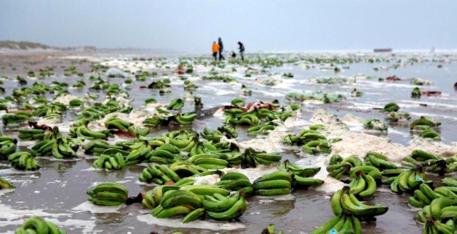 Почему в старину моряки категорически отказывались брать на борт бананы - свежие новости на Toplenta по теме Военное