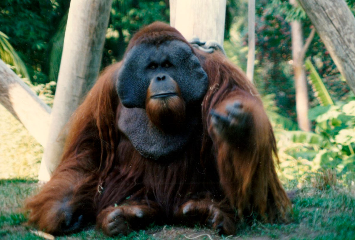 Склонный к побегу орангутан-рецидивист Кен Аллен - свежие новости на Toplenta по теме Обезьян